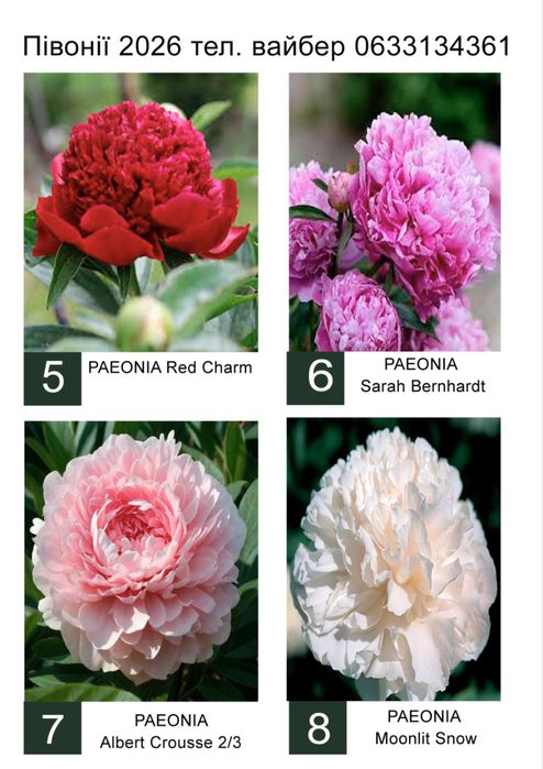 Корінці Голландського сортового піону