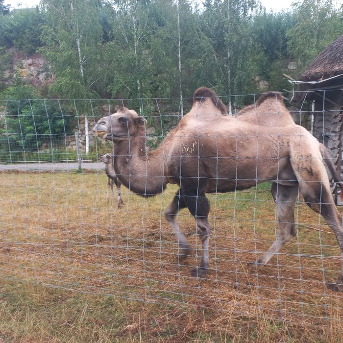 Sprzedam samice wielbłąda dwugarbnego