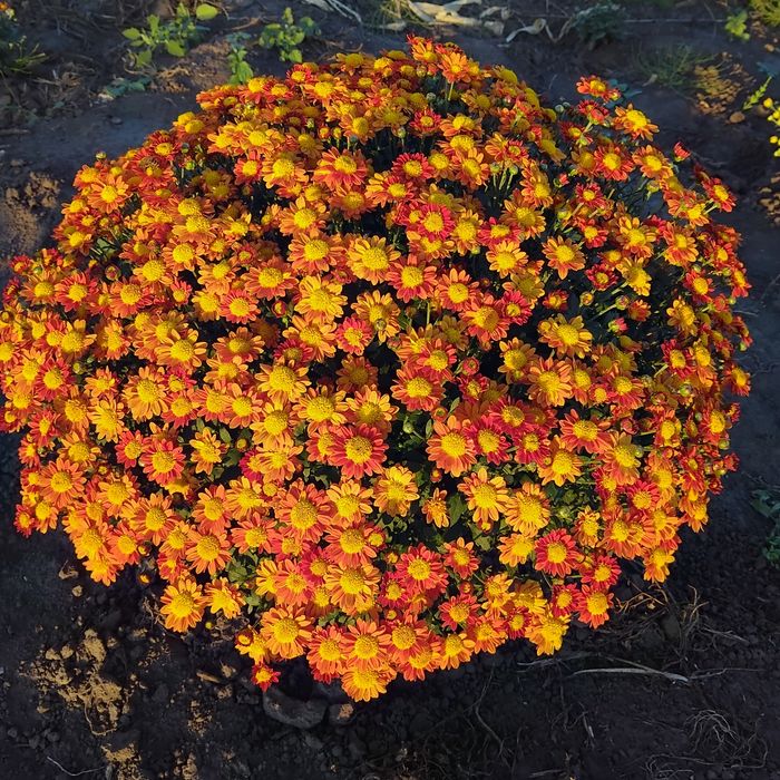 Маточники хризантеми