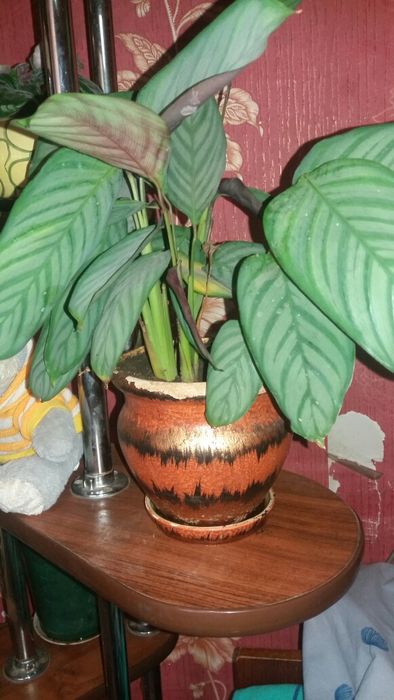 Продам свои растюшки