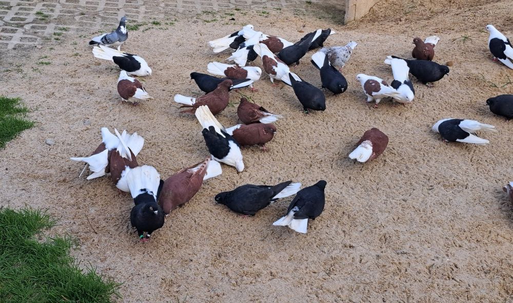 Sprzedam gołębie ozdobne (orliki, boki)