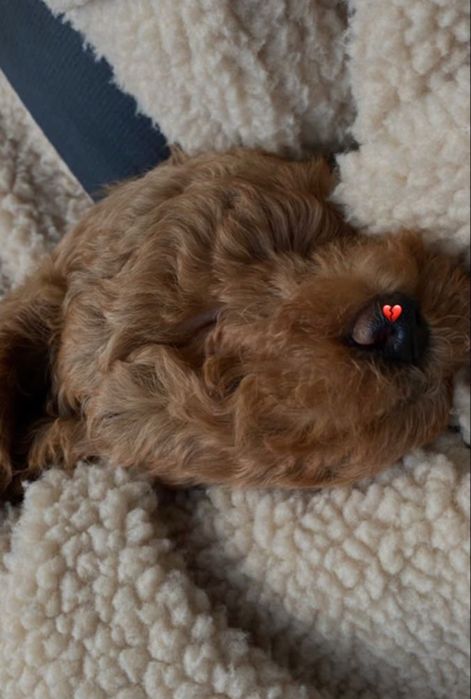 Чистокровний Мальтипу тедді. Мальтипу Ред Браун Мальтипу ф1