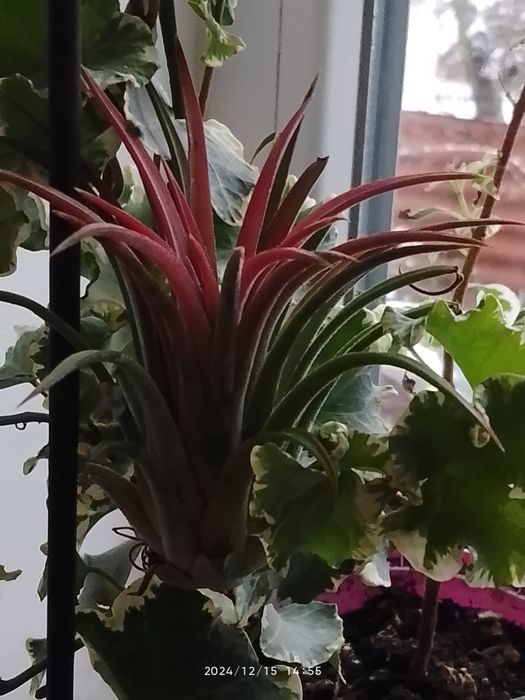 Тілландсія 3 вида, алоказія Поллі,,аспарагус Меєра,калістемон.