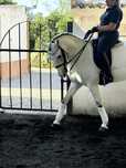 Cavalo Puro sangue lusitano