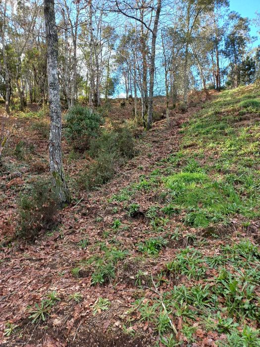 Terreno à venda, Santa Comba Dão, Ecopista do Dão 1