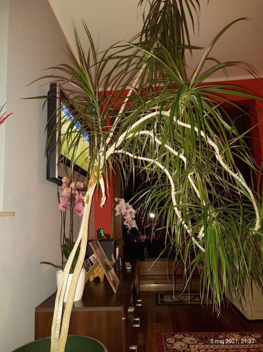 Dracena  wysoka na 180 cm