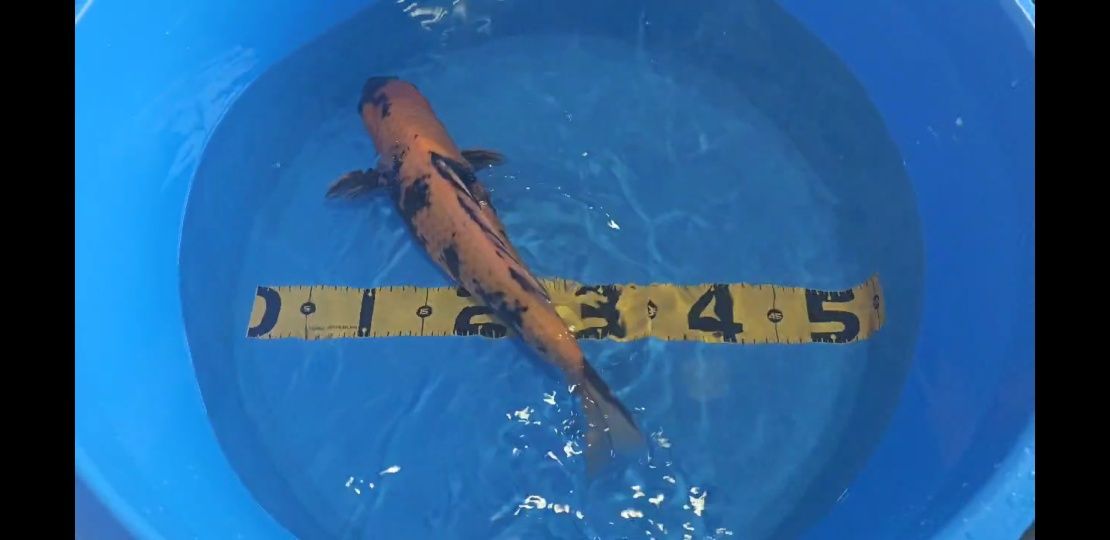 Carpa Koi Hi Utsuri 42cm