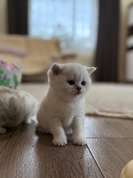Шотландська мраморно срібна шиншила кошенята котенята котик
