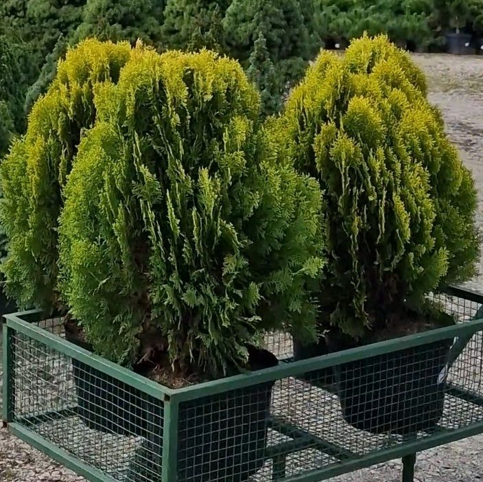 ŻYWOTNIK WSCHODNI aurea nana Tuja Aurea Nana *** 4 SZTUKI
