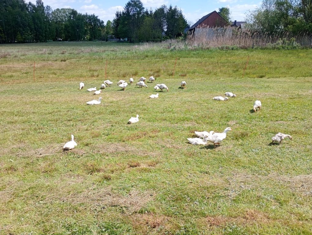 Sprzedam    Gąski