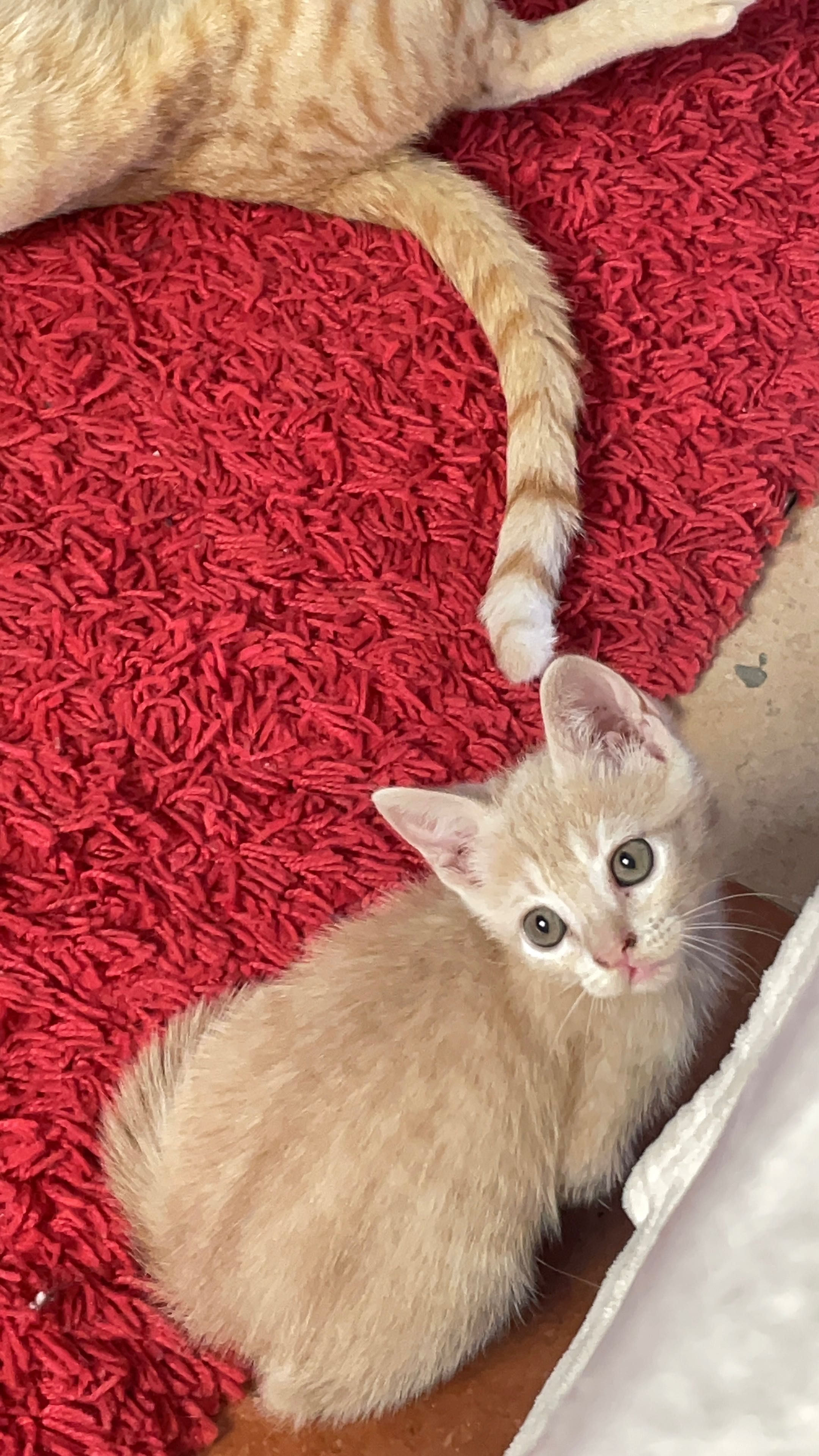 Dou gatinhos bebé