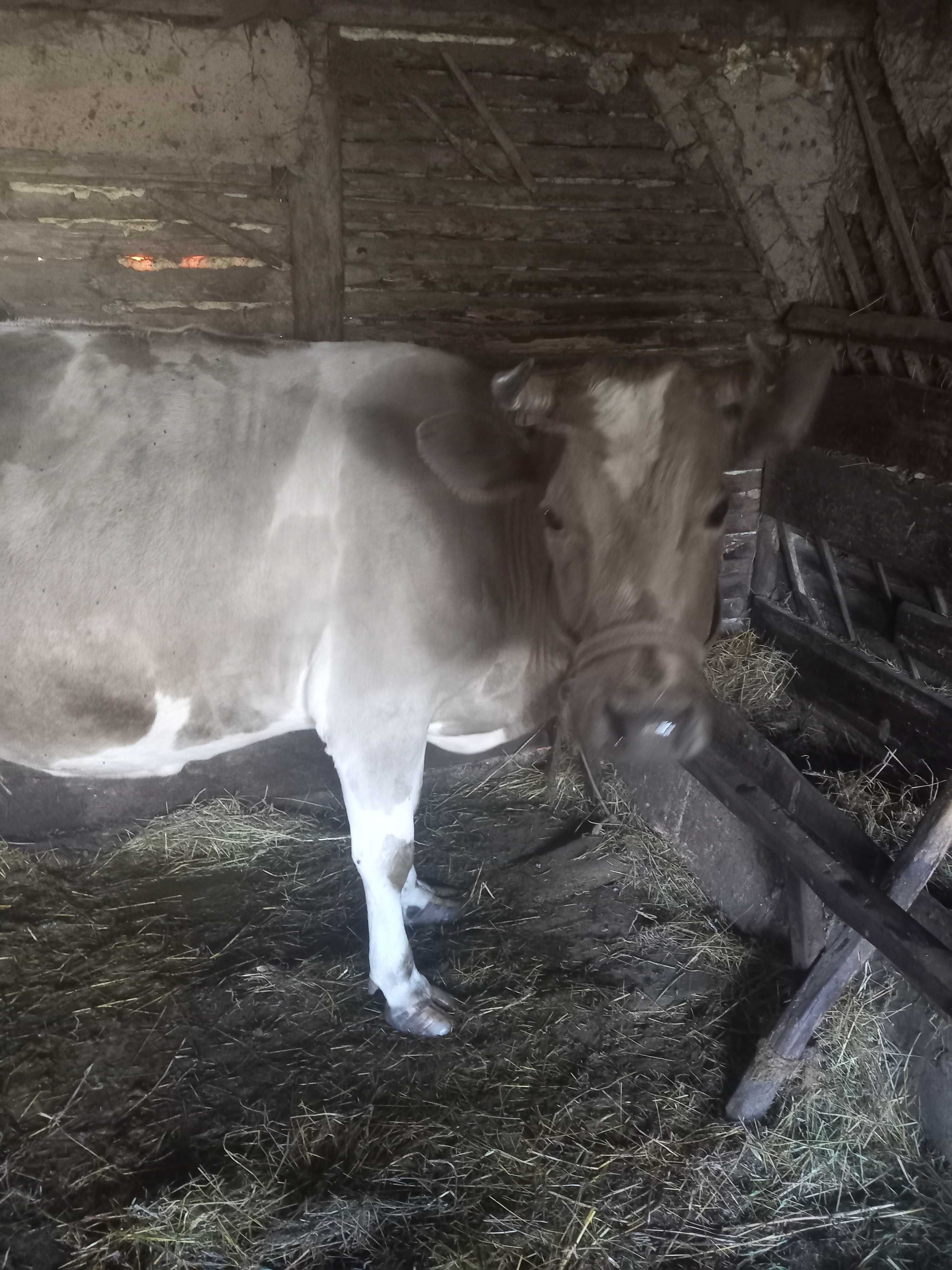 Продається дві дуже добрих корови