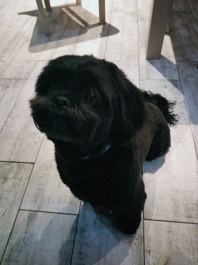 Reproduktor Shih tzu