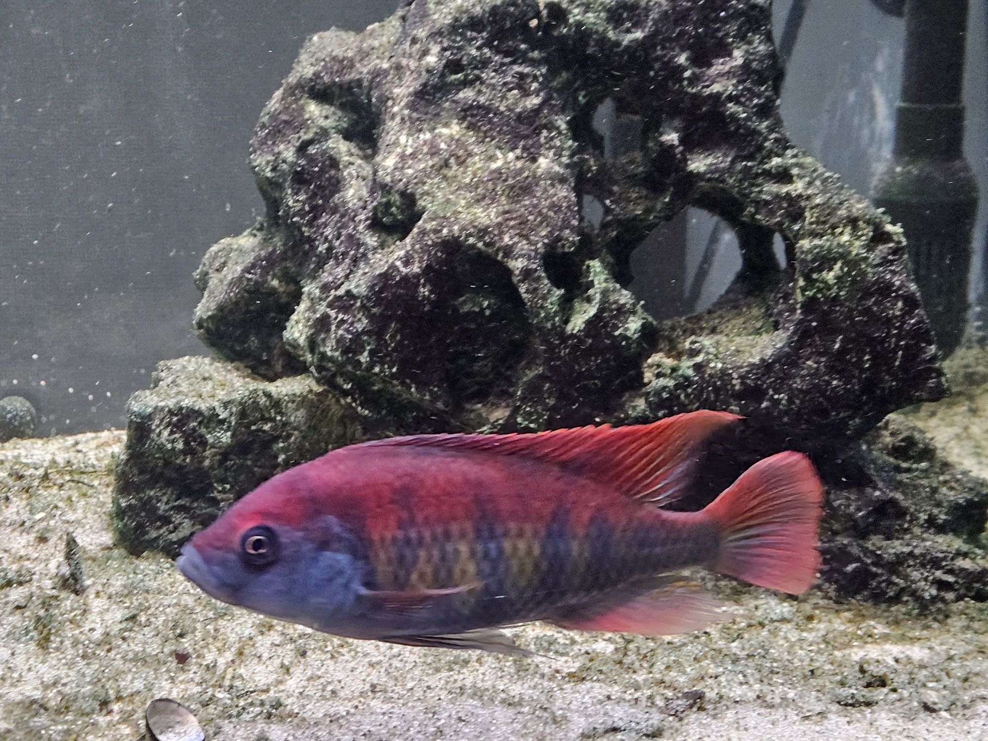 Akwarium 200l z szafką, filtr, oświetlenie + pyszczaki