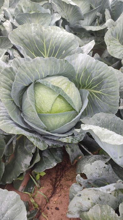 Kapusta biała Agresor.