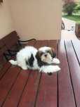 Shih-tzu suczka tricolor
