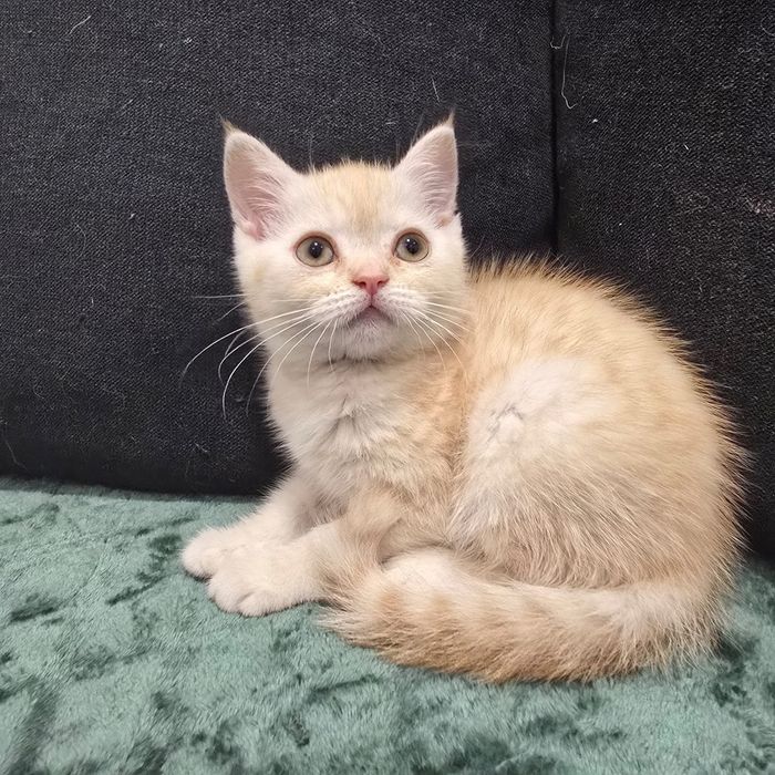 Schothis straith colorpoint Macho