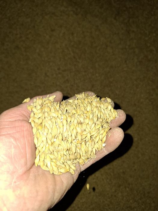 Jęczmień na paszę tegoroczny