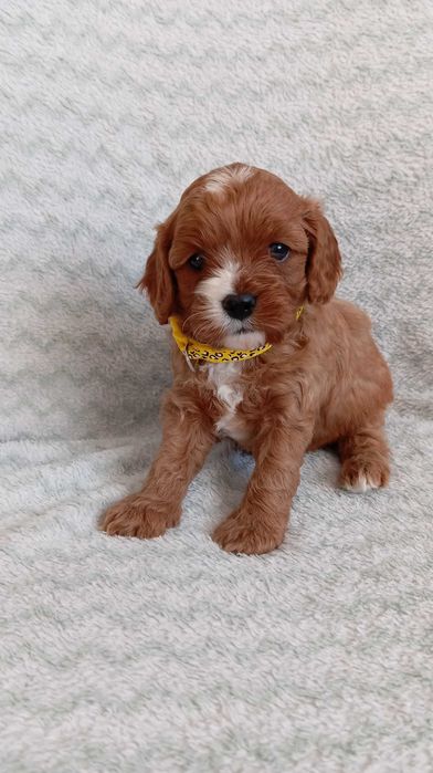 Cavapoo szczeniak