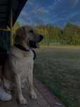 Labrador retriever reproduktor