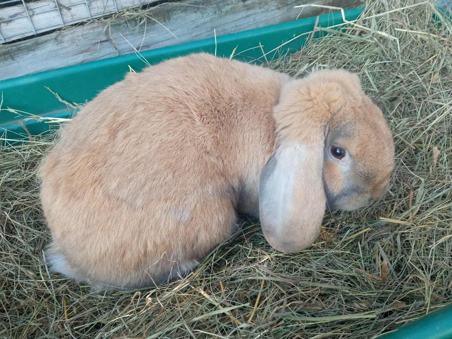 Sprzedam rocznego samca barana francuskiego rudego