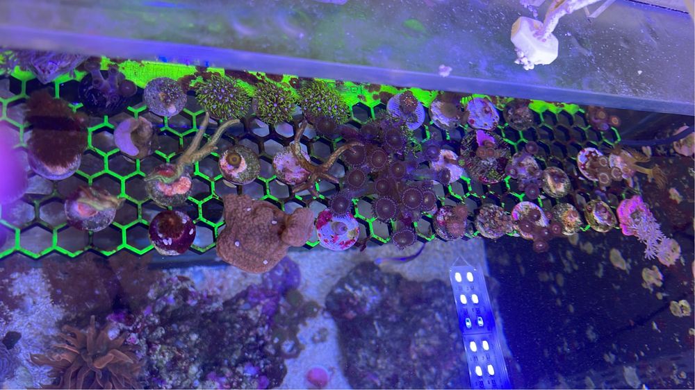 Packs corais faceis