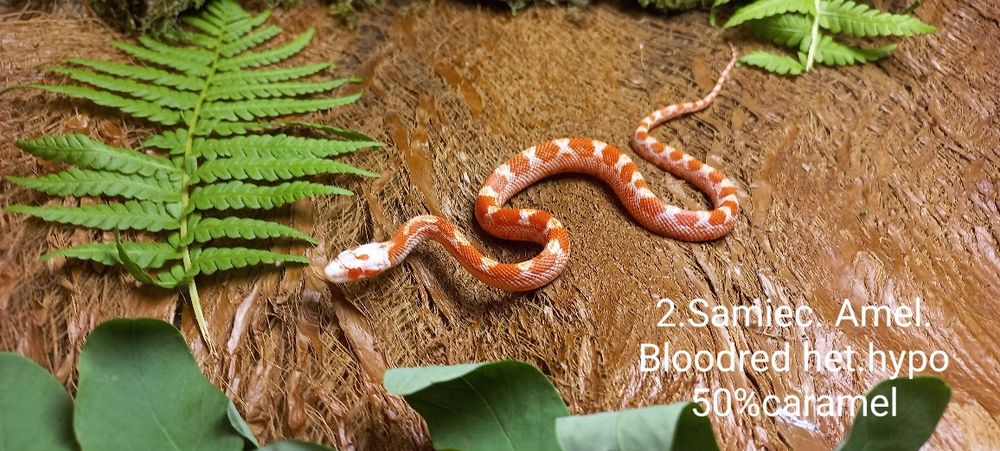 Wąż zbożowy. Ultramel Amel Bloodred.  Młode