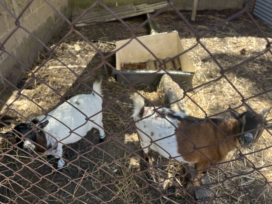 Cabras anãs - 2 fêmeas - 4 anos e 3 anos