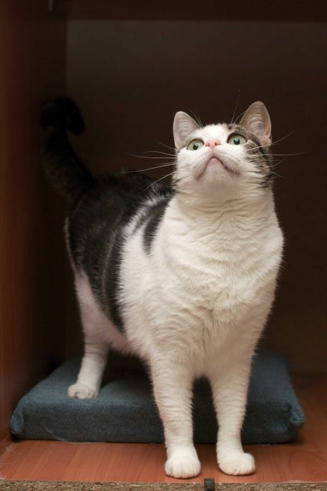 Бася достойна стать домашней