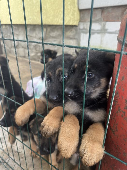 Цуцики породи Німецька Вівчарка