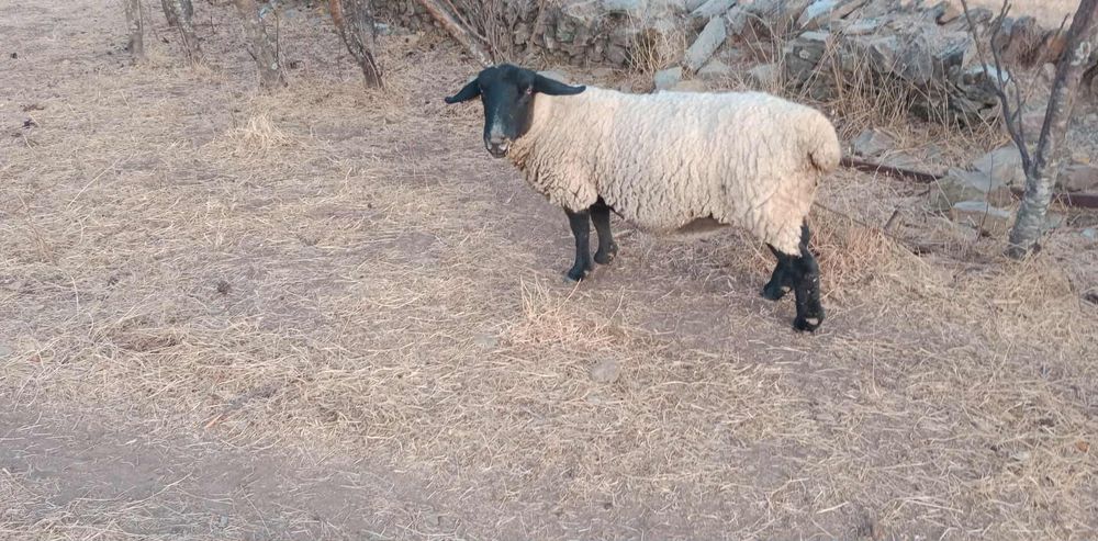 Ovelha Suffolk Inglesa