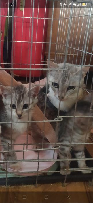 Szczerosrebrna kocia mama Tygryska szuka najlepszego domu