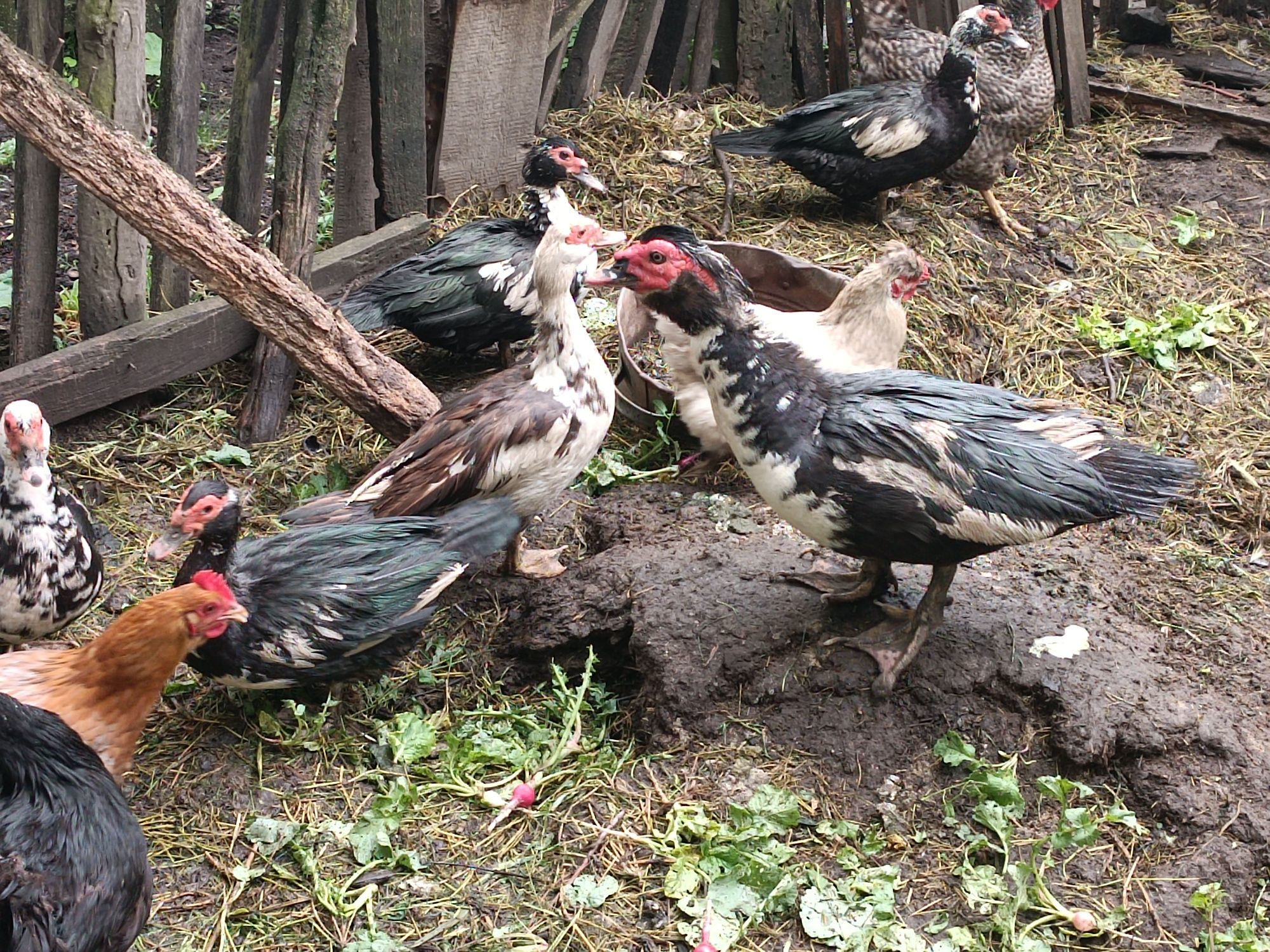 Качки 6штук  1 качур