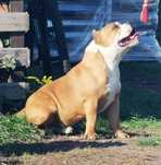 AMERICAN BULLY samiec Muscletone bullys  blood