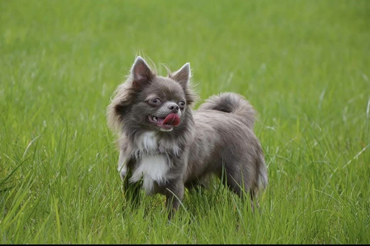 Zarezerwowana dziewczynka długowłosa Chihuahua ZKwP z wada zgryzu o ni