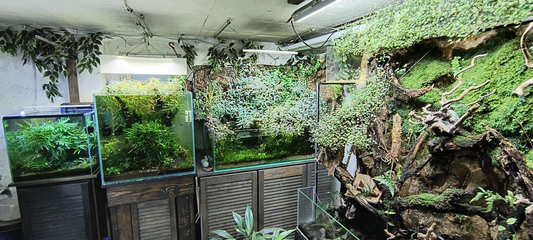 Rośliny do terrarium, akwarium, lasu w słoiku