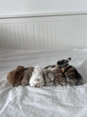 Miniaturki lewki króliczki