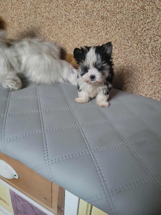 Yorkshireterrier sunia miniaturka