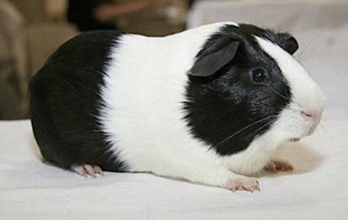 Świnka morska , świnki