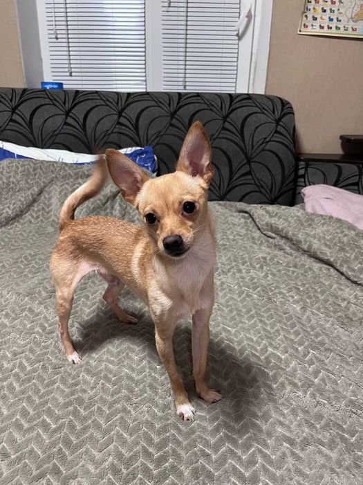 Хлопчик той-тер'єр в люблячі руки