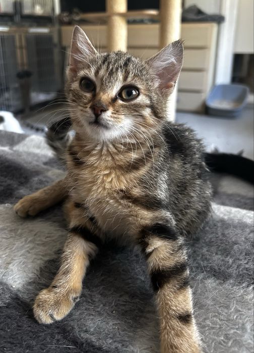 Ostoja mruczków kotka Lexi do adopcji