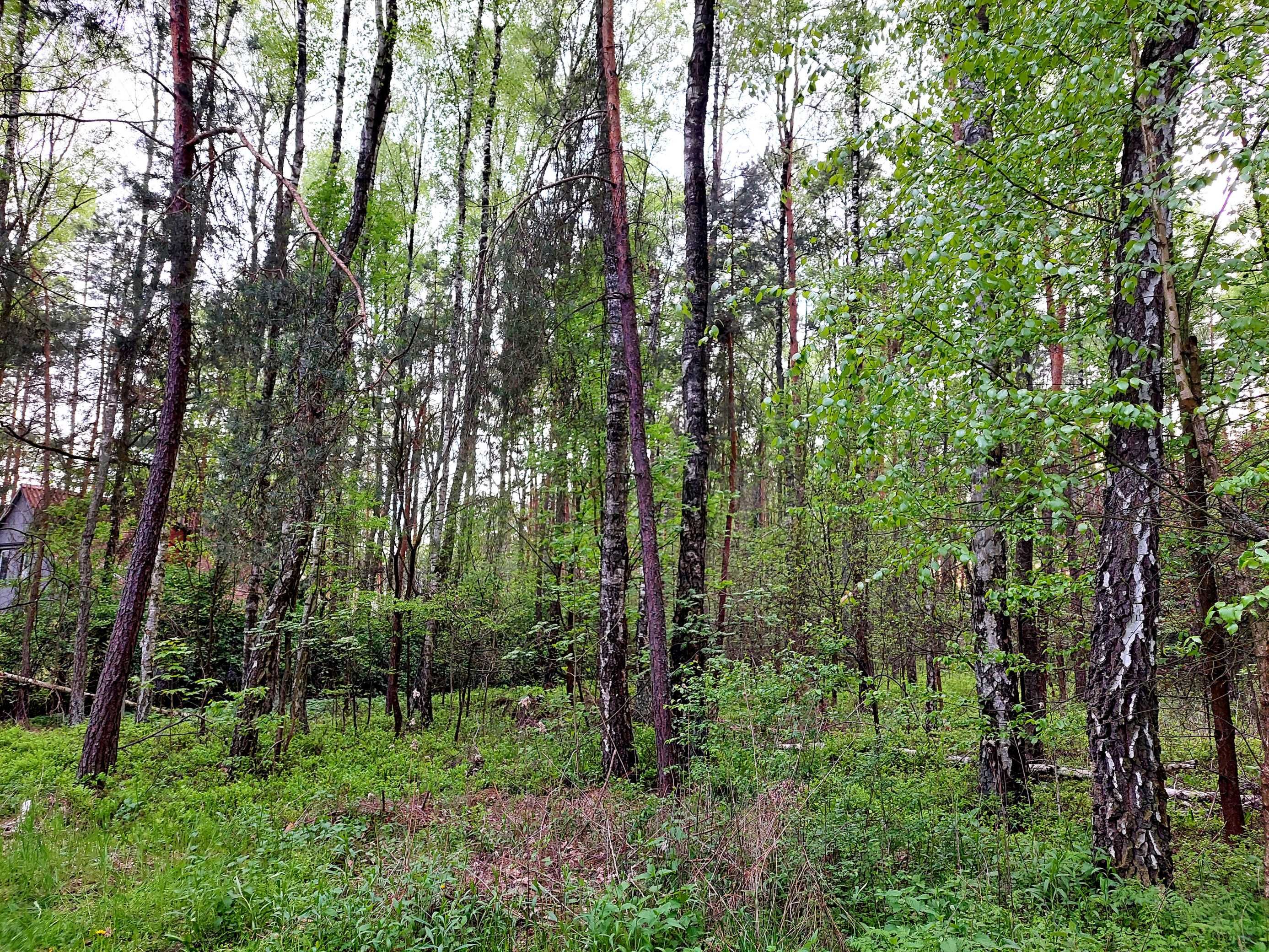 Działka jak z bajki – las, spokój, natura!