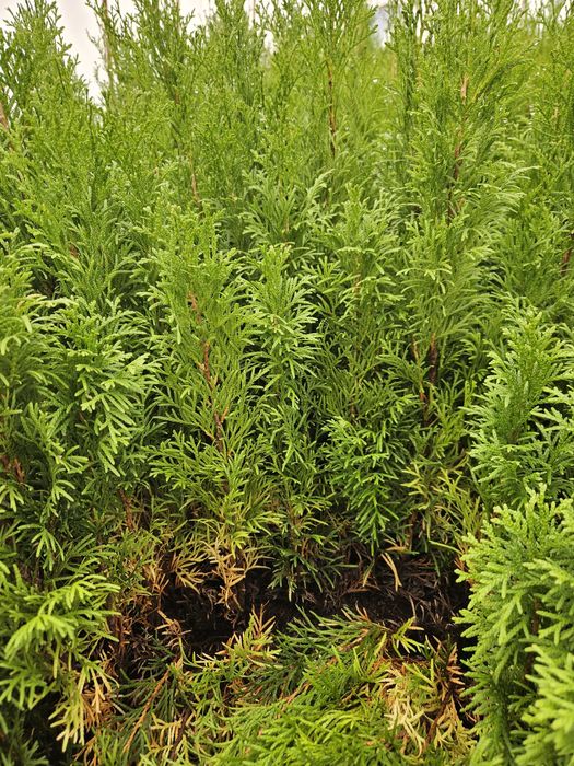Tuja Smaragd - Szmaragd, trzyletnie sadzonki