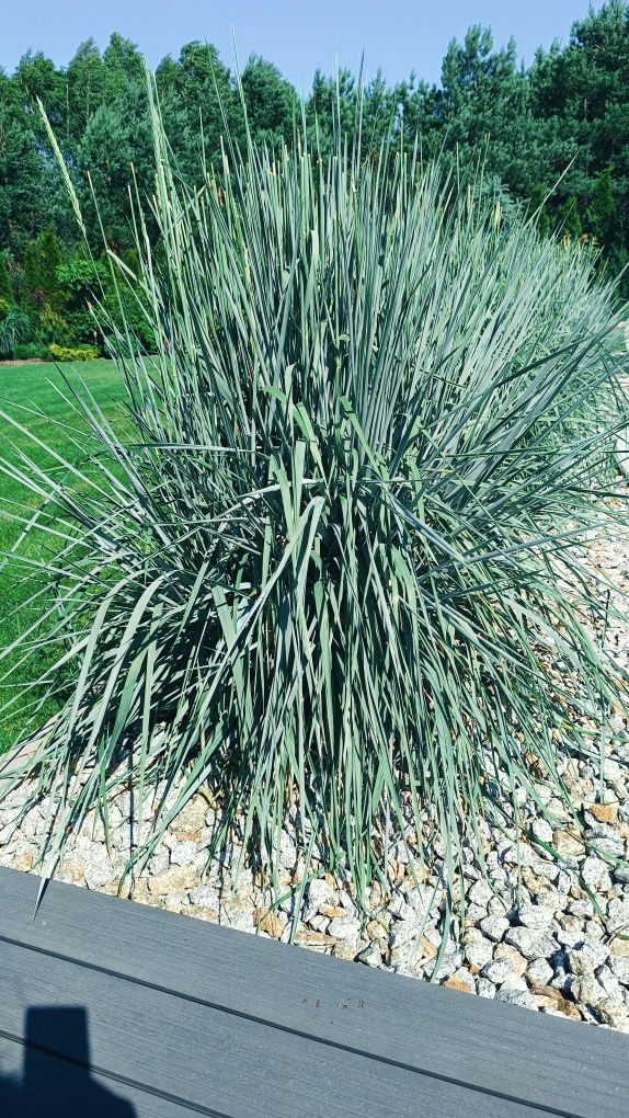 Wydmurzyca piaskowa Blue Dune trawa ozdobna