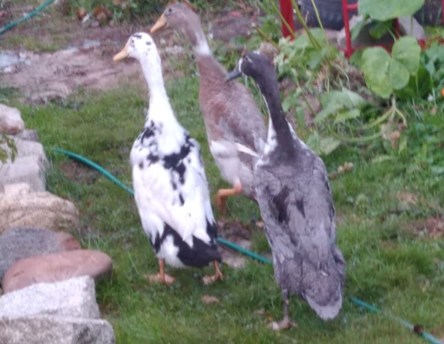 Kaczki biegusy biegus