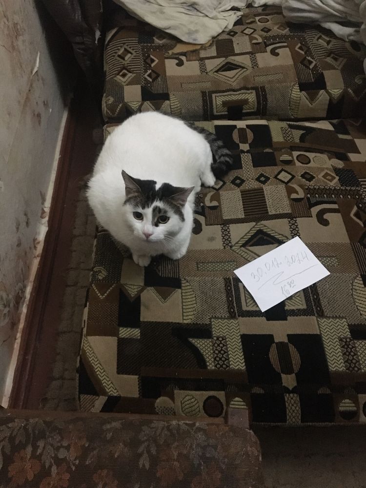 Отдам бесплатно кошку
