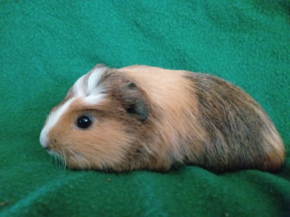 Świnka morska świnki morskie