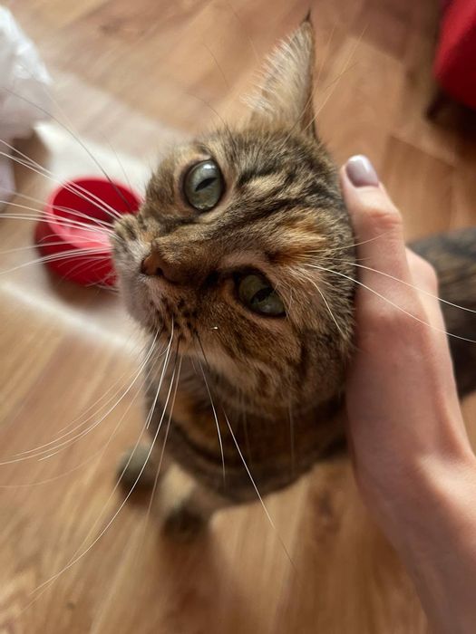 Кошка с документами в добрые,заботливые  руки