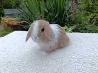 Mini Lop samiczka RADOM hodowla