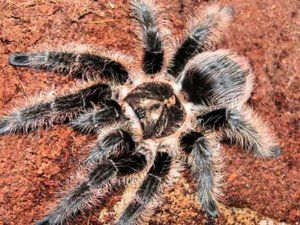 Продам паука-птицееда Brachypelma albopilosum